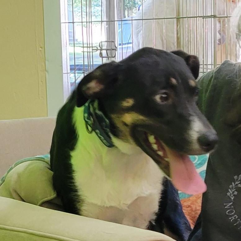 Enlarge Oreo, a Adoptable Australian Shepherd in Shelby, NC image 3/6