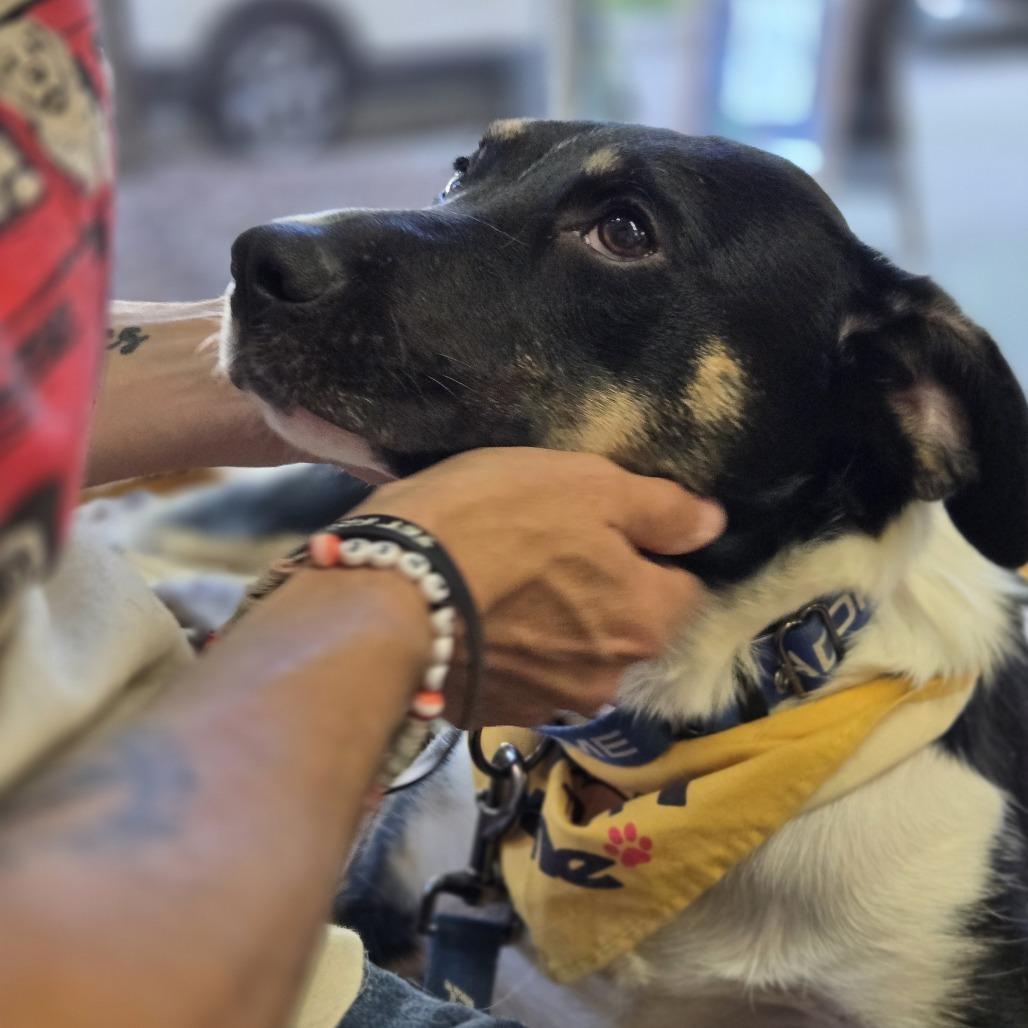 Enlarge Oreo, a Adoptable Australian Shepherd in Shelby, NC image 4/6