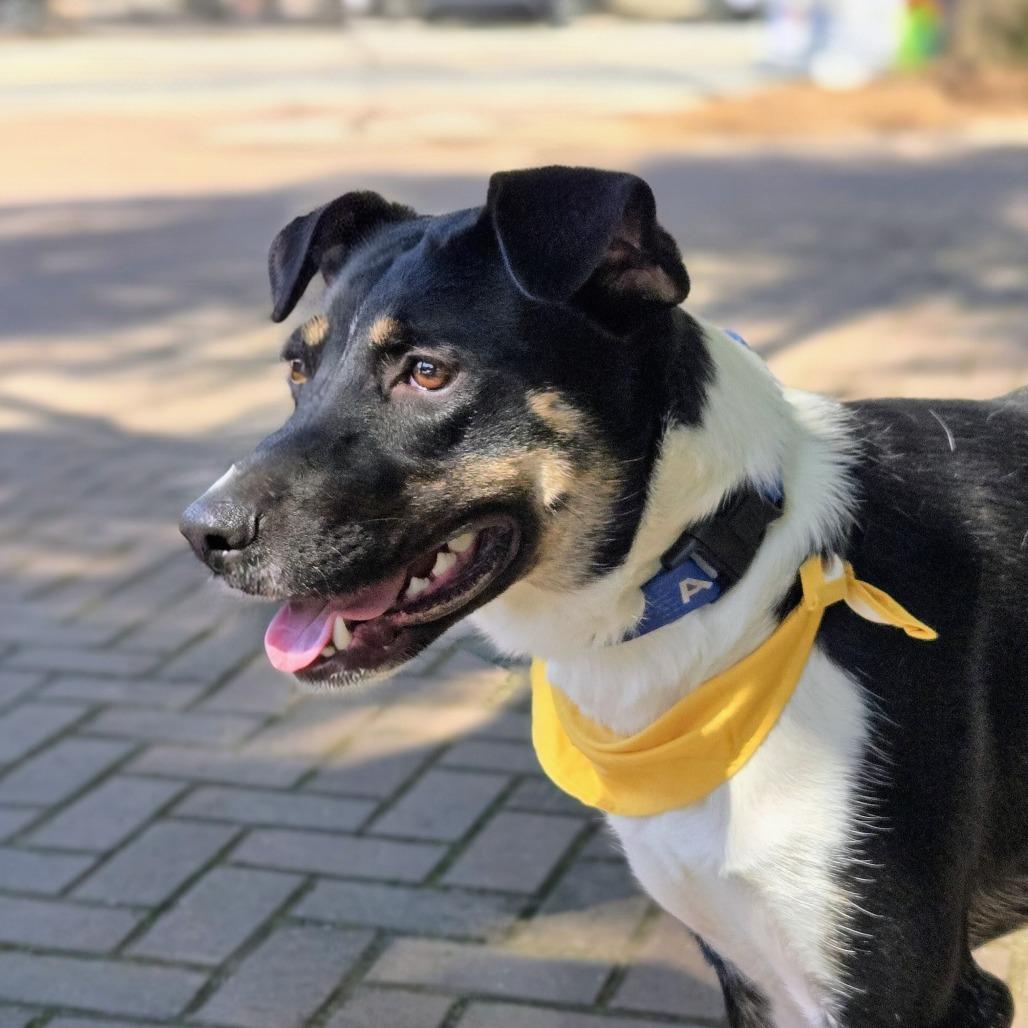 Enlarge Oreo, a Adoptable Australian Shepherd in Shelby, NC image 5/6
