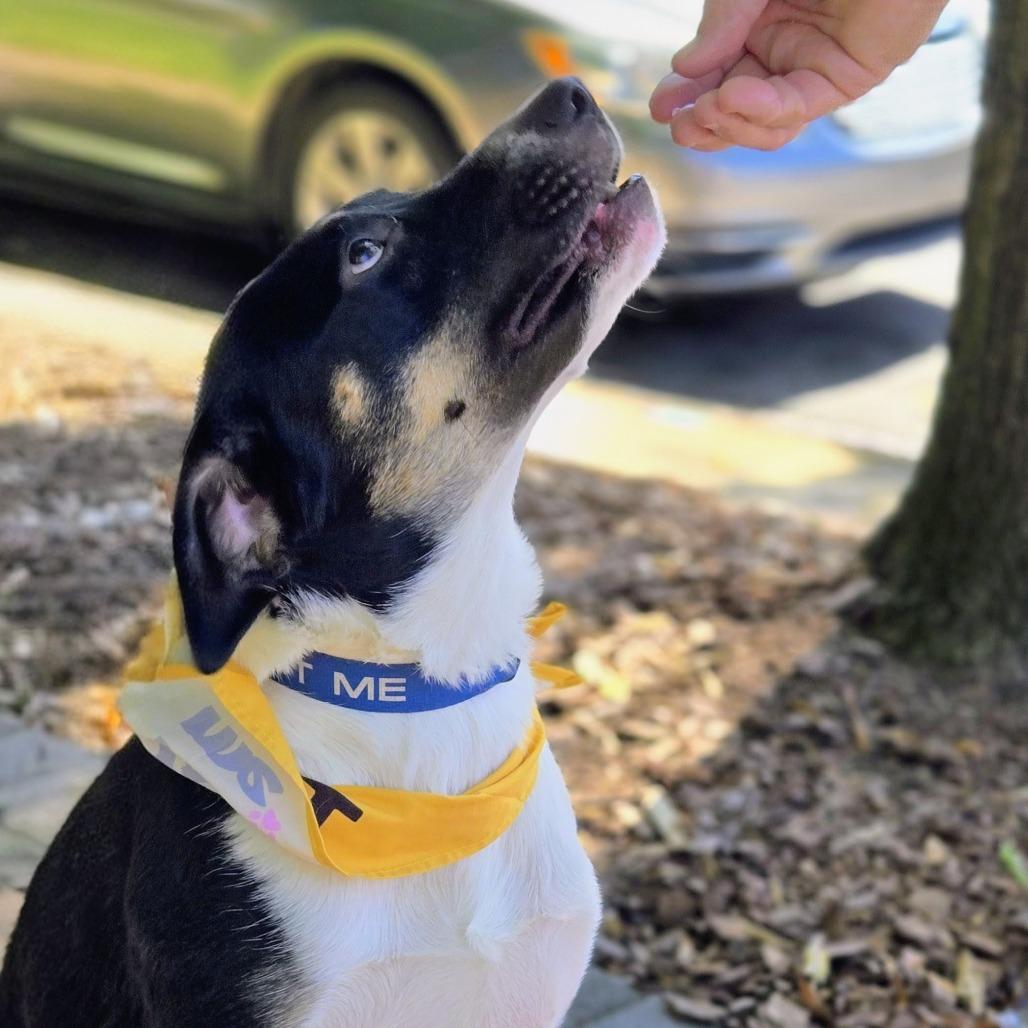 Enlarge Oreo, a Adoptable Australian Shepherd in Shelby, NC image 6/6