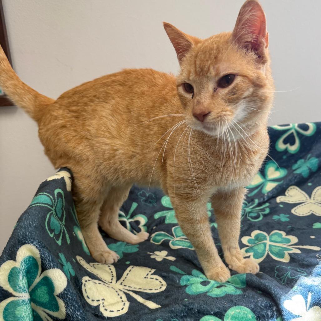 Enlarge Garfield, a Adoptable Domestic Short Hair in Houston, TX image 1/4