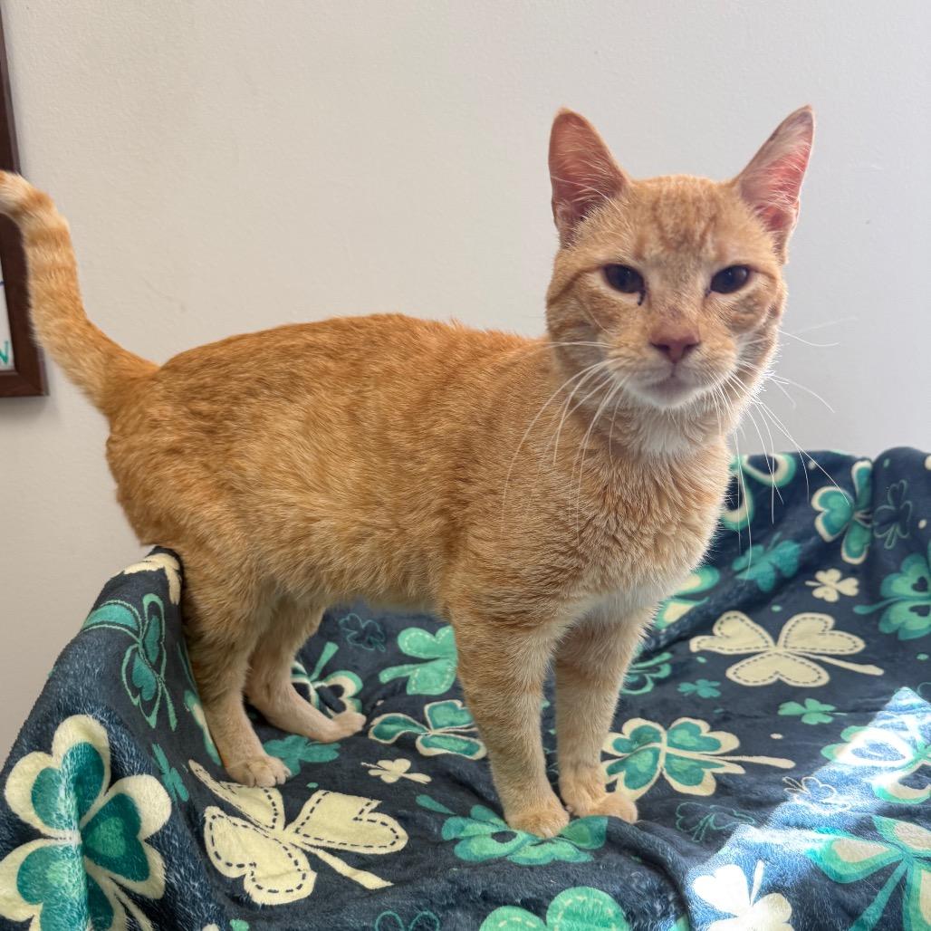 Enlarge Garfield, a Adoptable Domestic Short Hair in Houston, TX image 2/4
