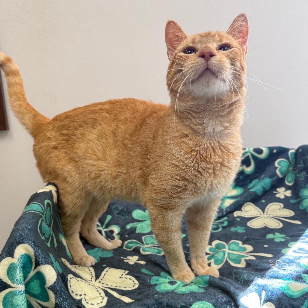 Enlarge Garfield, a Adoptable Domestic Short Hair in Houston, TX image 3/4