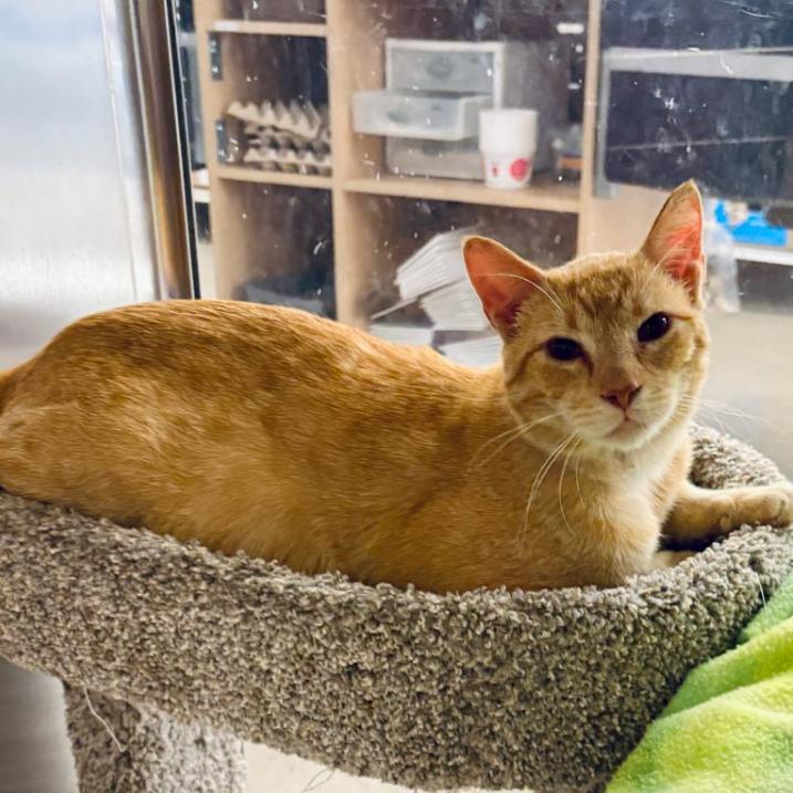 Enlarge Garfield, a Adoptable Domestic Short Hair in Houston, TX image 4/4