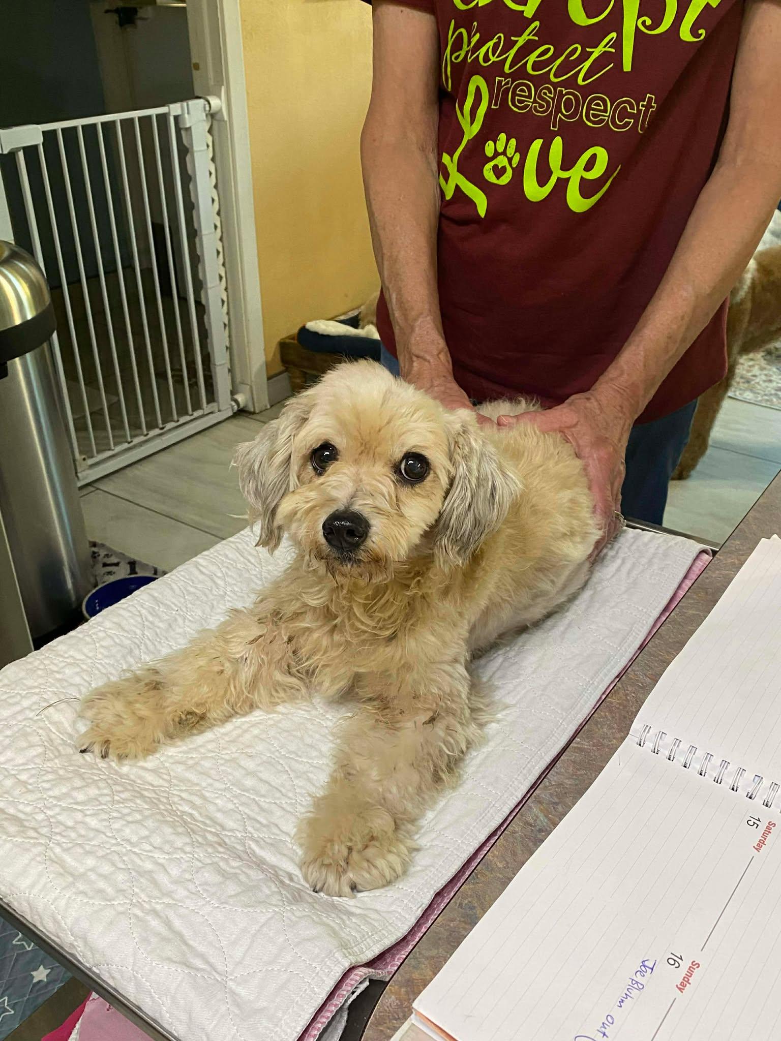 Pollywag (CAME IN PREGNANT - NOW NURSING PUPS), Adoptable, Adult Female Havanese.
