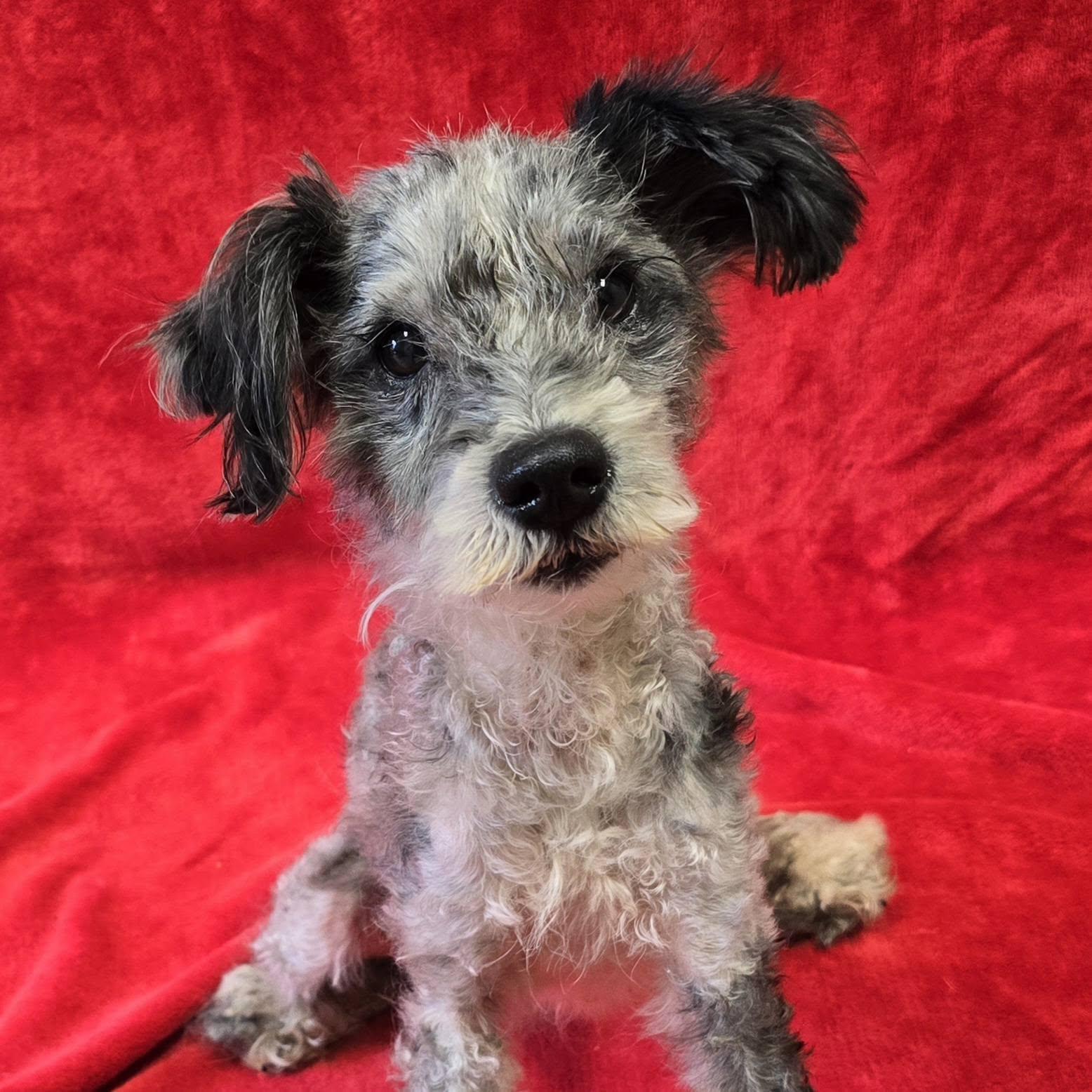 Maverick, Adopted, Adult Male Mixed Breed.