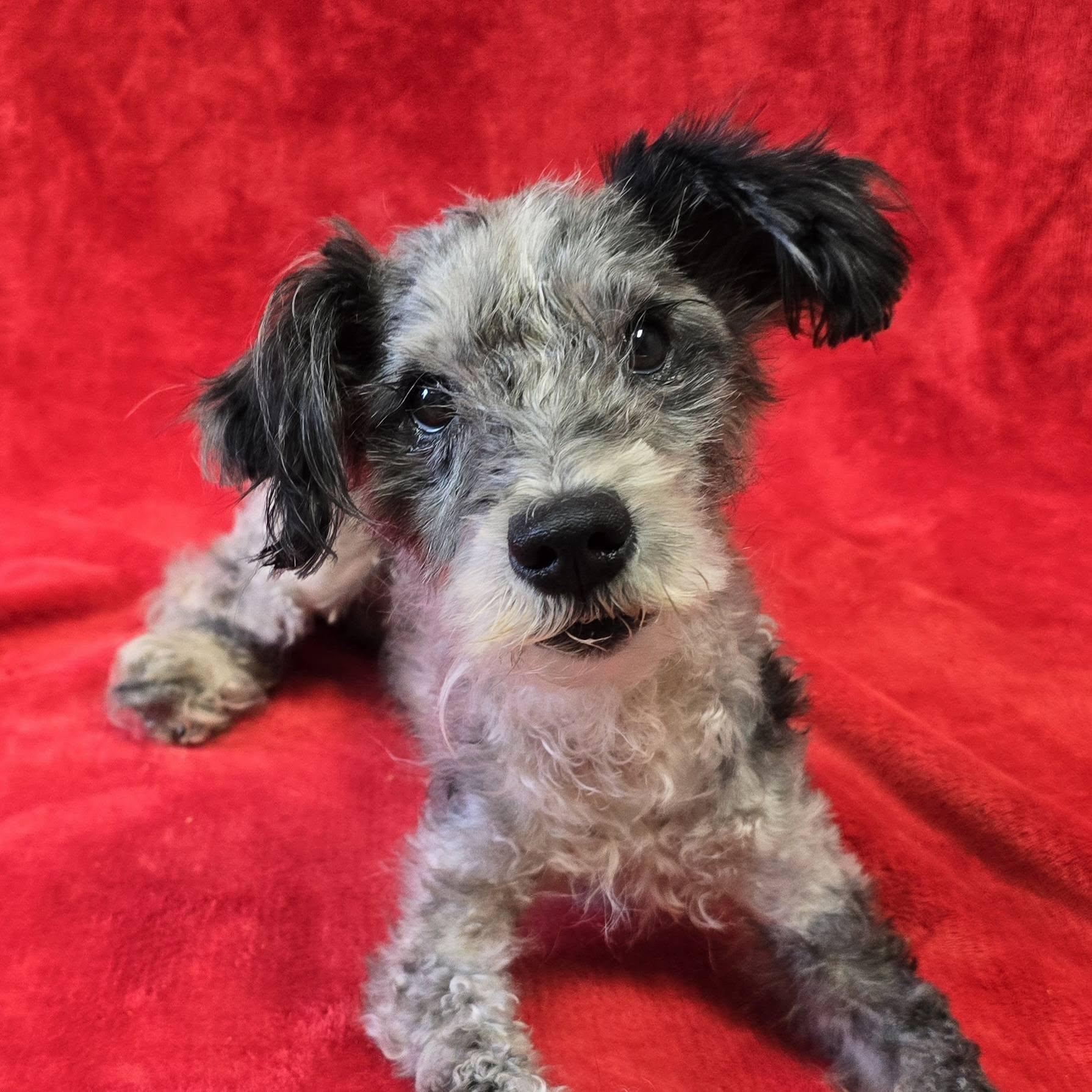 Enlarge Maverick, a Adopted Mixed Breed in Frankfort, IN image 3/3