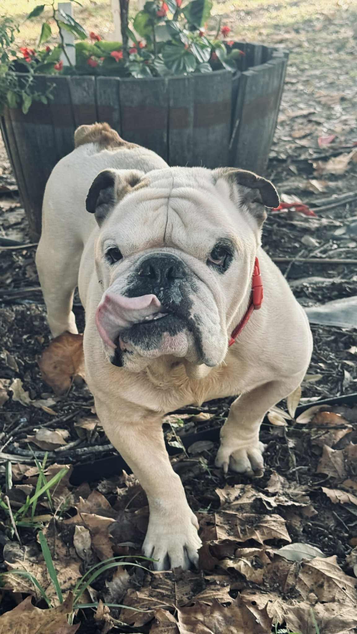 Romeo, Adoptable, Senior Male English Bulldog.