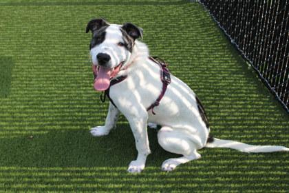 Dexter, Adoptable, Adult Male Shepherd & Mixed Breed.