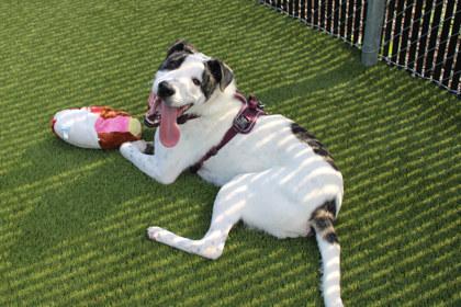 Enlarge Dexter, a Adoptable mixed breed in Kansas City, MO image 2/3