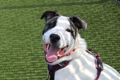 Enlarge Dexter, a Adoptable mixed breed in Kansas City, MO image 3/3