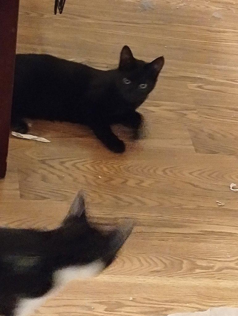 Janie Rizzoli, Adoptable, Kitten Female Domestic Short Hair.