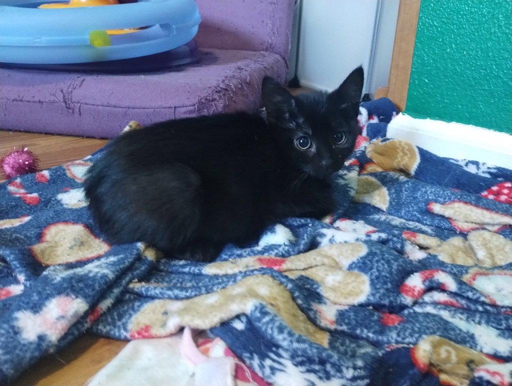 Janie Rizzoli, Adoptable, Kitten Female Domestic Short Hair.