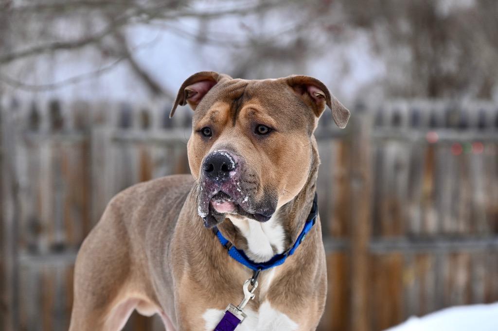 Enlarge Zeus, a Adoptable Pit Bull Terrier in Gloversville, NY image 2/6