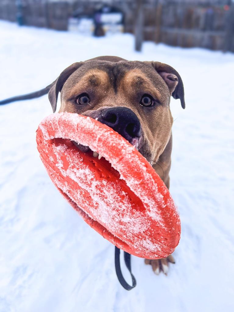 Enlarge Zeus, a Adoptable Pit Bull Terrier in Gloversville, NY image 3/6