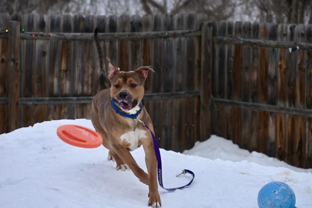 Enlarge Zeus, a Adoptable Pit Bull Terrier in Gloversville, NY image 4/6