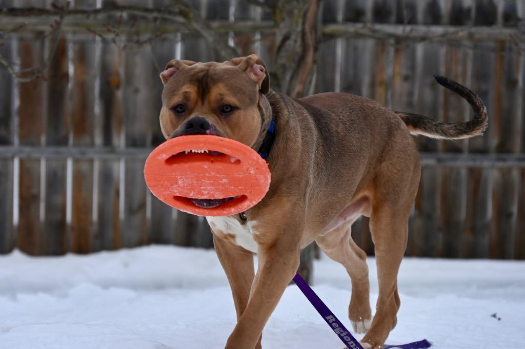 Enlarge Zeus, a Adoptable Pit Bull Terrier in Gloversville, NY image 5/6