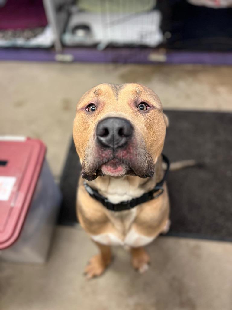 Enlarge Zeus, a Adoptable Pit Bull Terrier in Gloversville, NY image 6/6