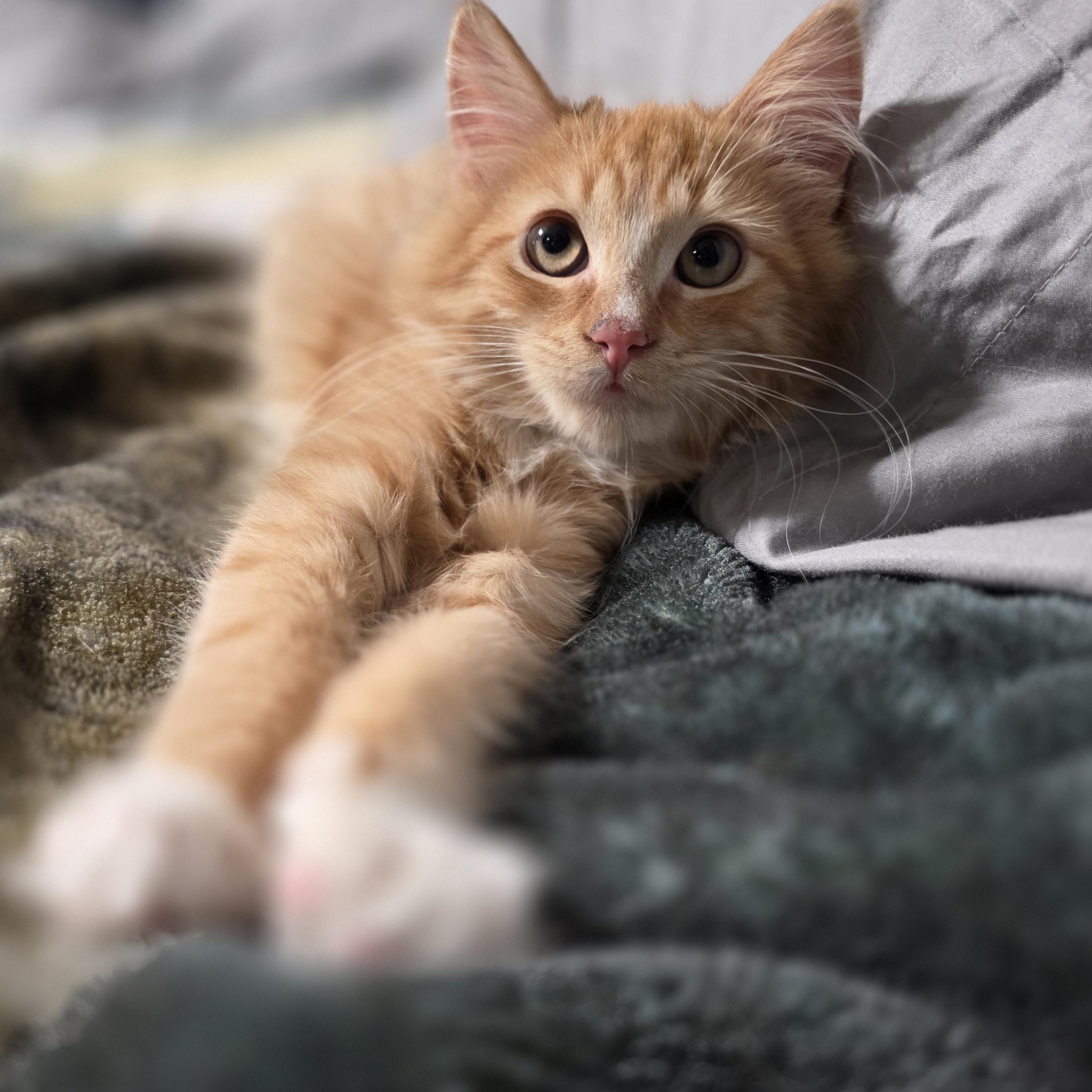 Enlarge Jinu, a Adoptable mixed breed in Mastic beach, NY image 2/5