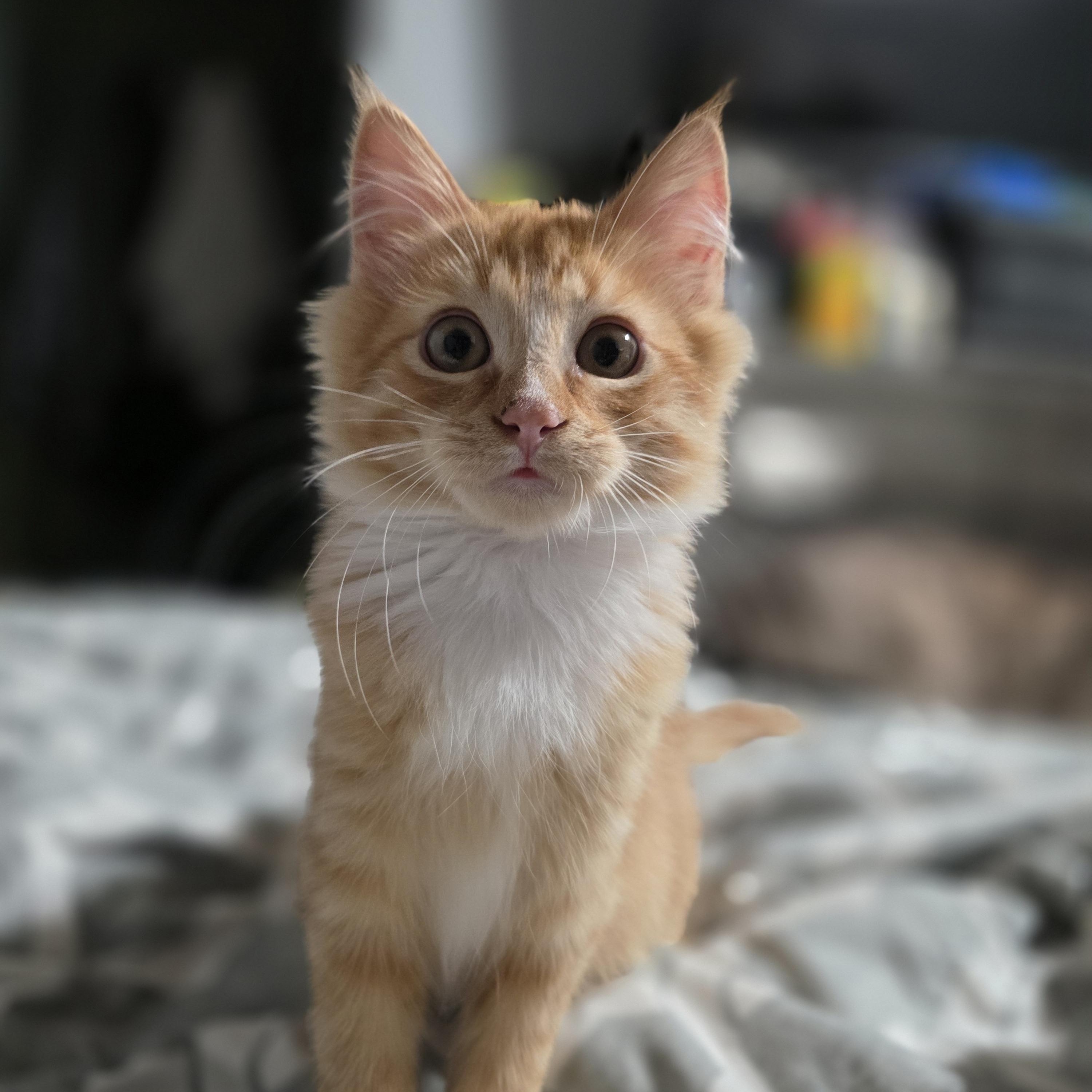 Jinu, Adoptable, Kitten Male Maine Coon & Domestic Long Hair.