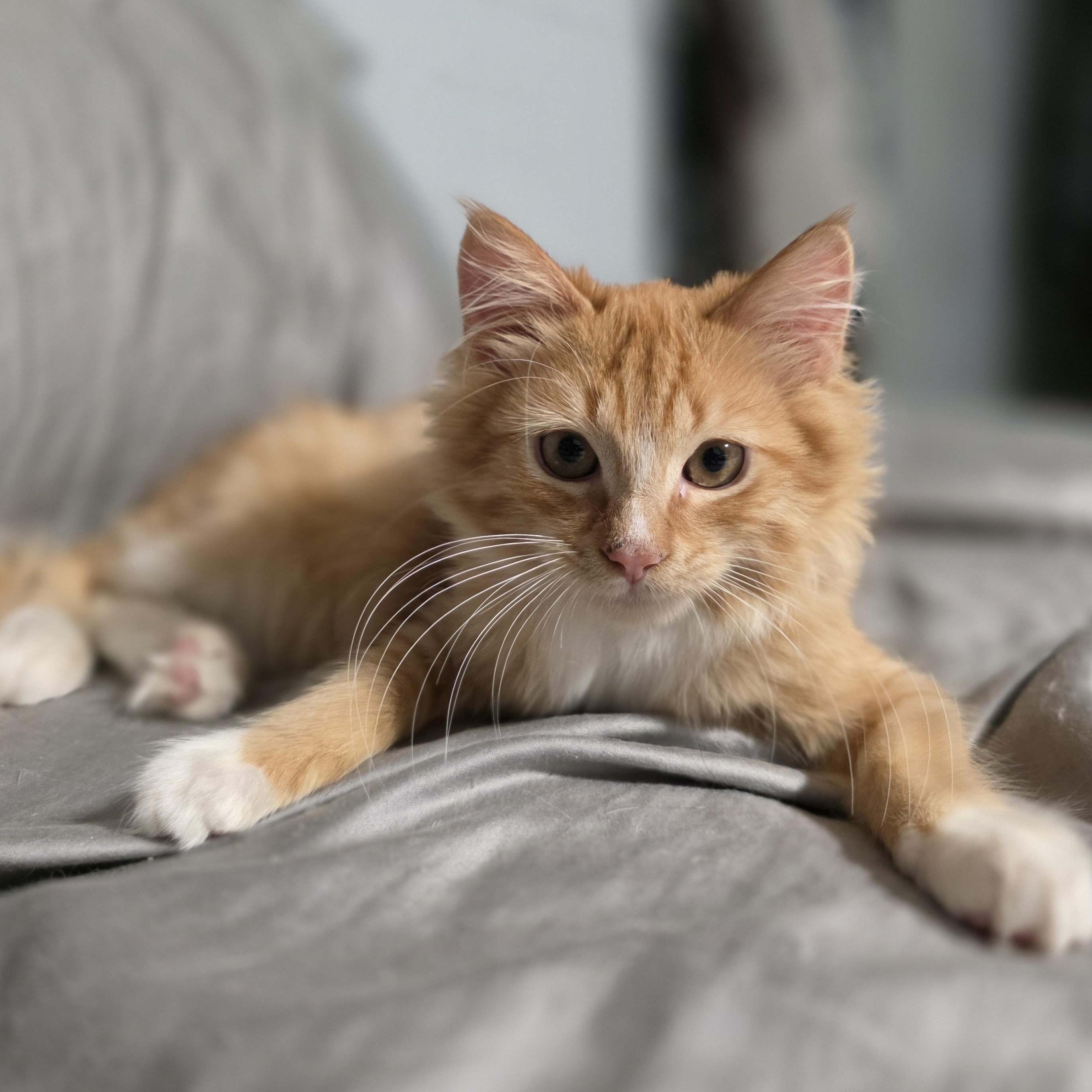 Enlarge Jinu, a Adoptable mixed breed in Mastic beach, NY image 3/5