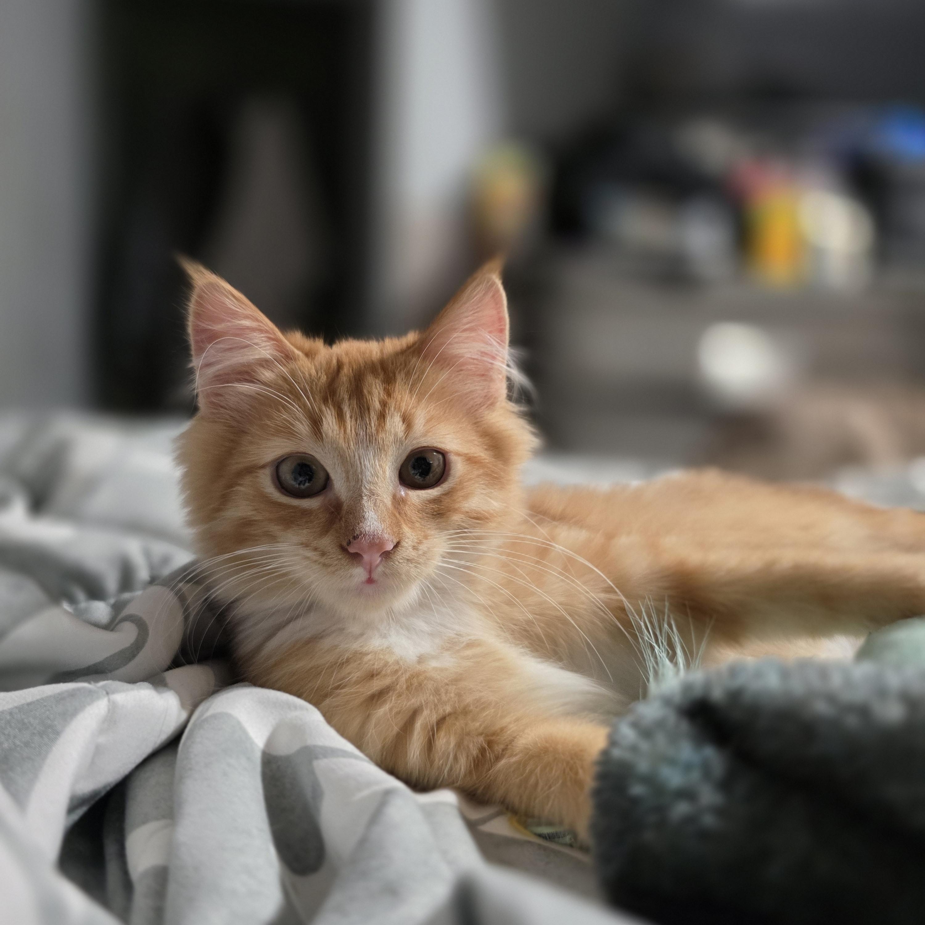 Enlarge Jinu, a Adoptable mixed breed in Mastic beach, NY image 4/5