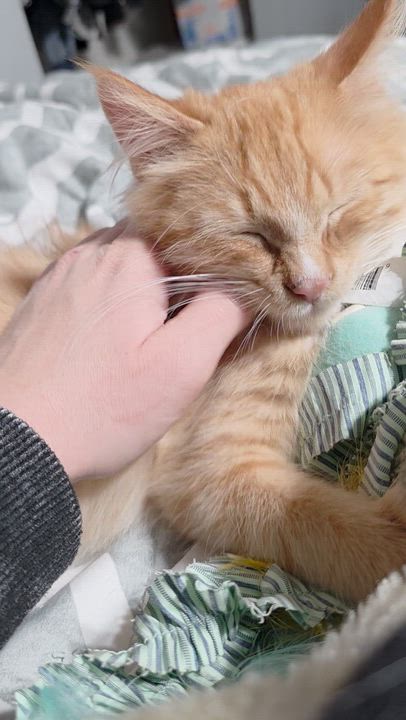 Enlarge Jinu, a Adoptable mixed breed in Mastic beach, NY video 5/5