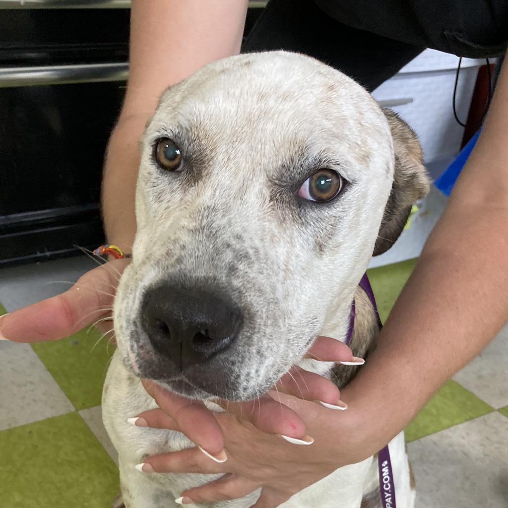 Enlarge Axle/"Aloka"- Ambassador of Peace, a Adoptable mixed breed in Volcano, HI image 2/6