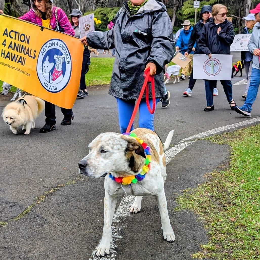 Enlarge Axle/"Aloka"- Ambassador of Peace, a Adoptable mixed breed in Volcano, HI image 3/6