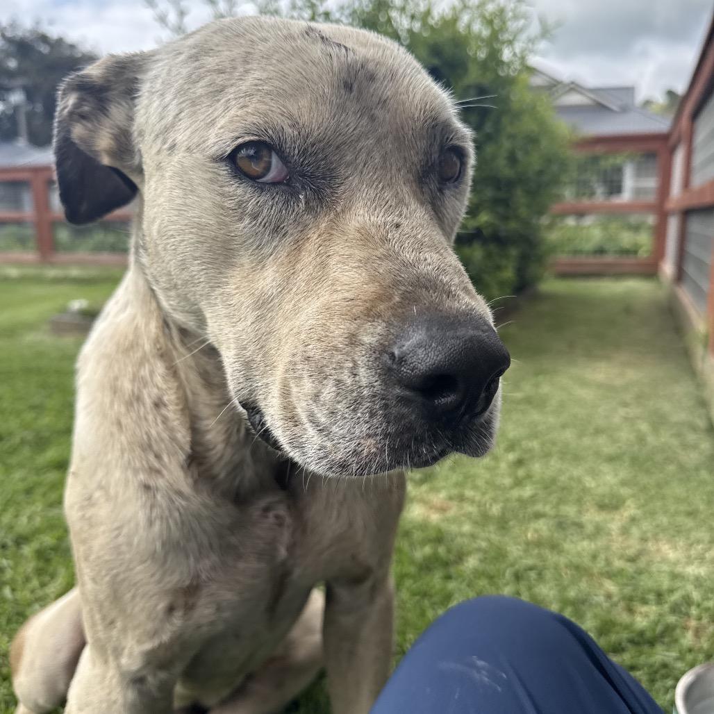 Enlarge Axle/"Aloka"- Ambassador of Peace, a Adoptable mixed breed in Volcano, HI image 4/6