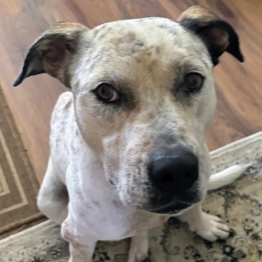 Enlarge Axle/"Aloka"- Ambassador of Peace, a Adoptable mixed breed in Volcano, HI image 5/6