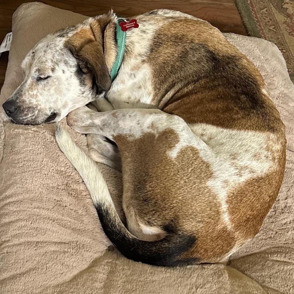 Enlarge Axle/"Aloka"- Ambassador of Peace, a Adoptable mixed breed in Volcano, HI image 6/6