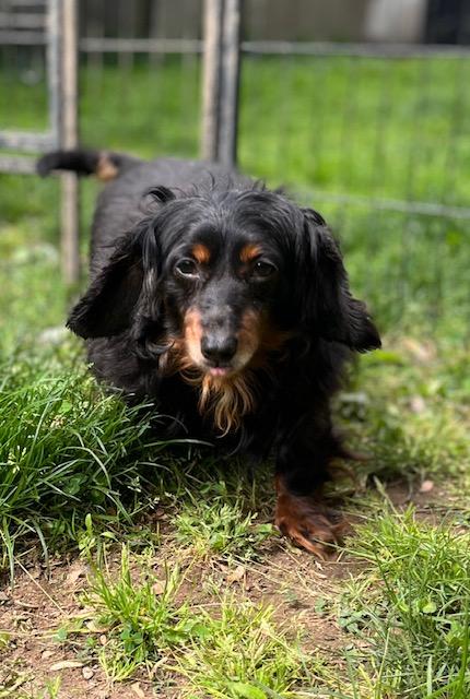 Enlarge Ember, a Adoptable Dachshund in Havertown, PA image 1/6