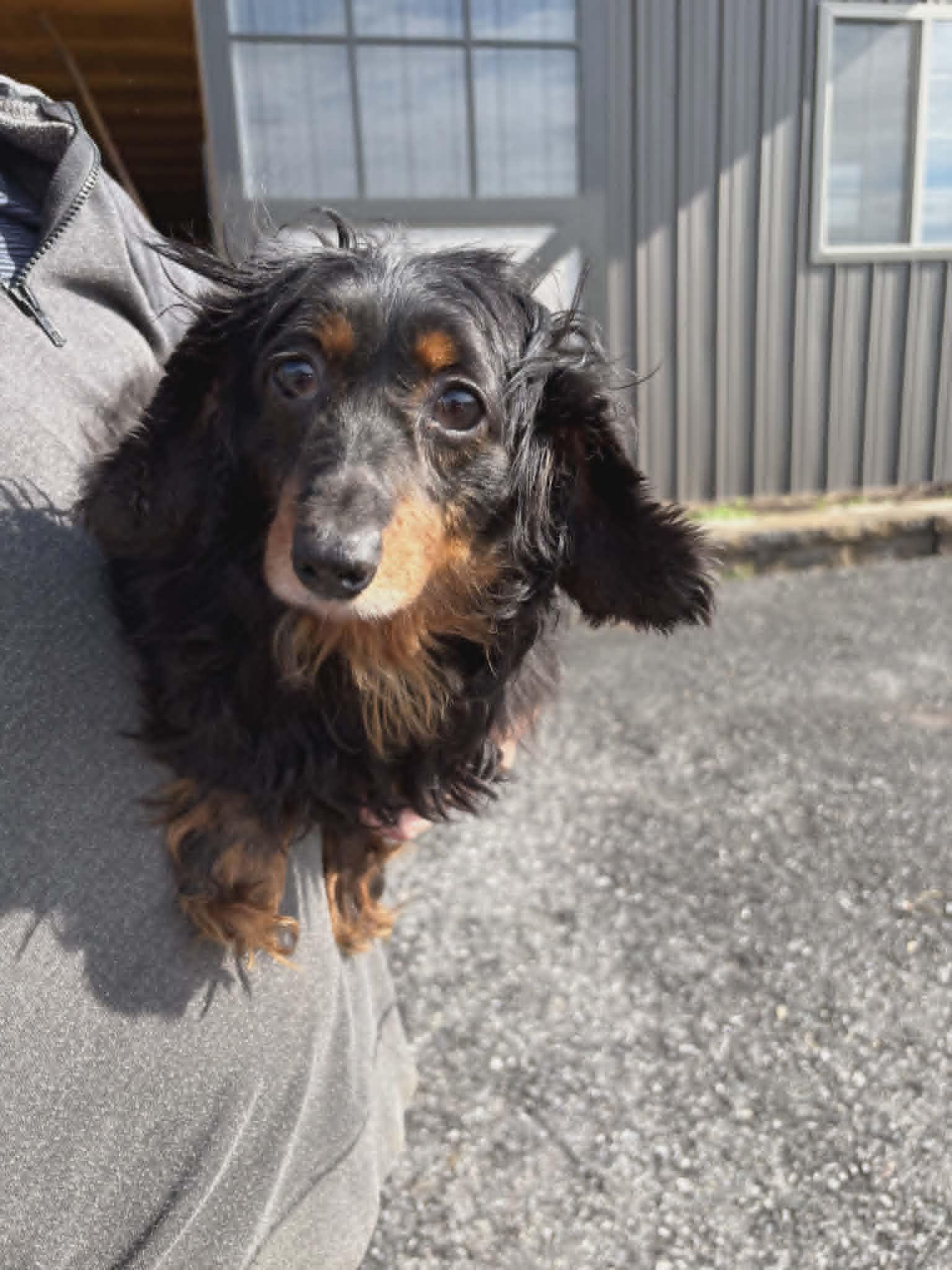 Enlarge Ember, a Adoptable Dachshund in Havertown, PA image 2/6