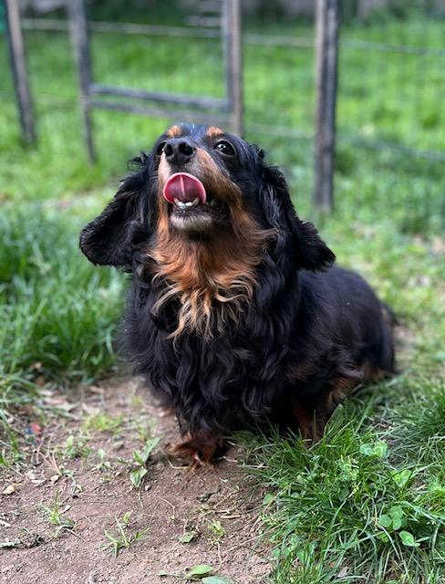 Enlarge Ember, a Adoptable Dachshund in Havertown, PA image 3/6