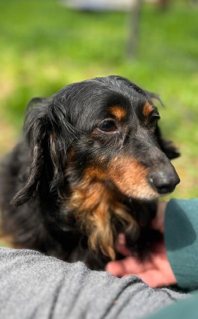 Enlarge Ember, a Adoptable Dachshund in Havertown, PA image 4/6