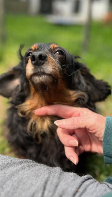 Enlarge Ember, a Adoptable Dachshund in Havertown, PA image 5/6