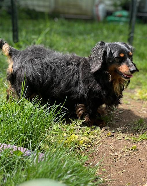 Enlarge Ember, a Adoptable Dachshund in Havertown, PA image 6/6