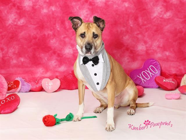 RADAR, Adoptable, Adult Male German Shepherd Dog & Pit Bull Terrier.
