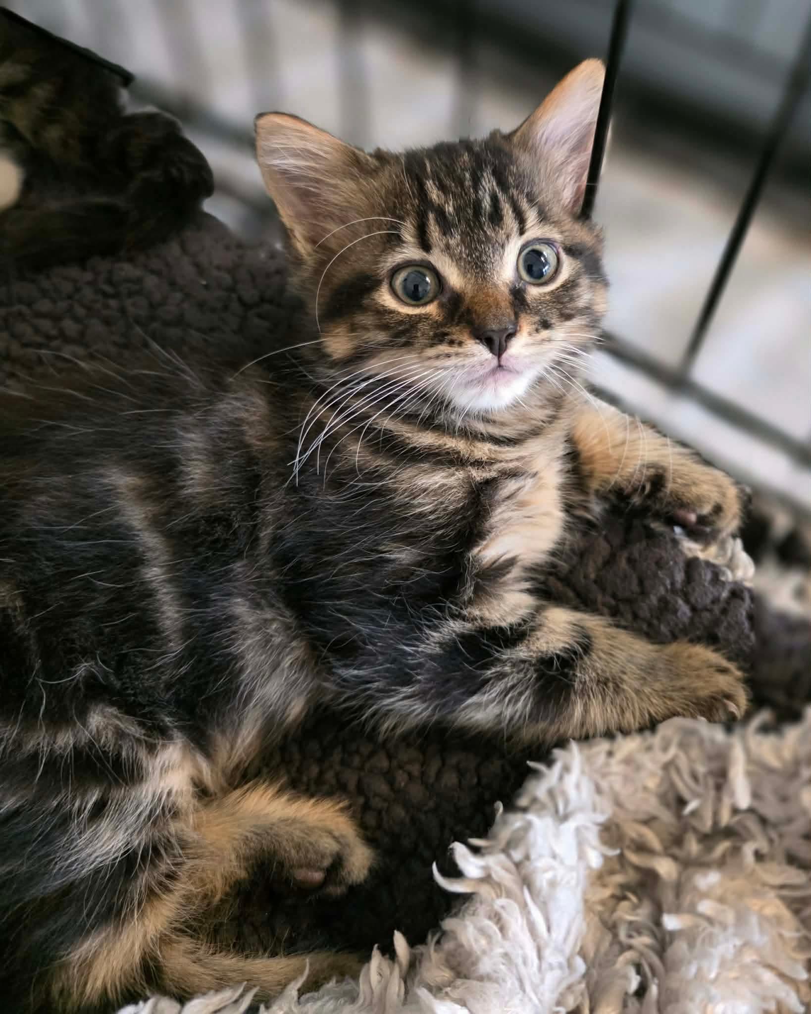 Enlarge Hershey, an adopted Domestic Long Hair in Terrebonne, QC image 3/4