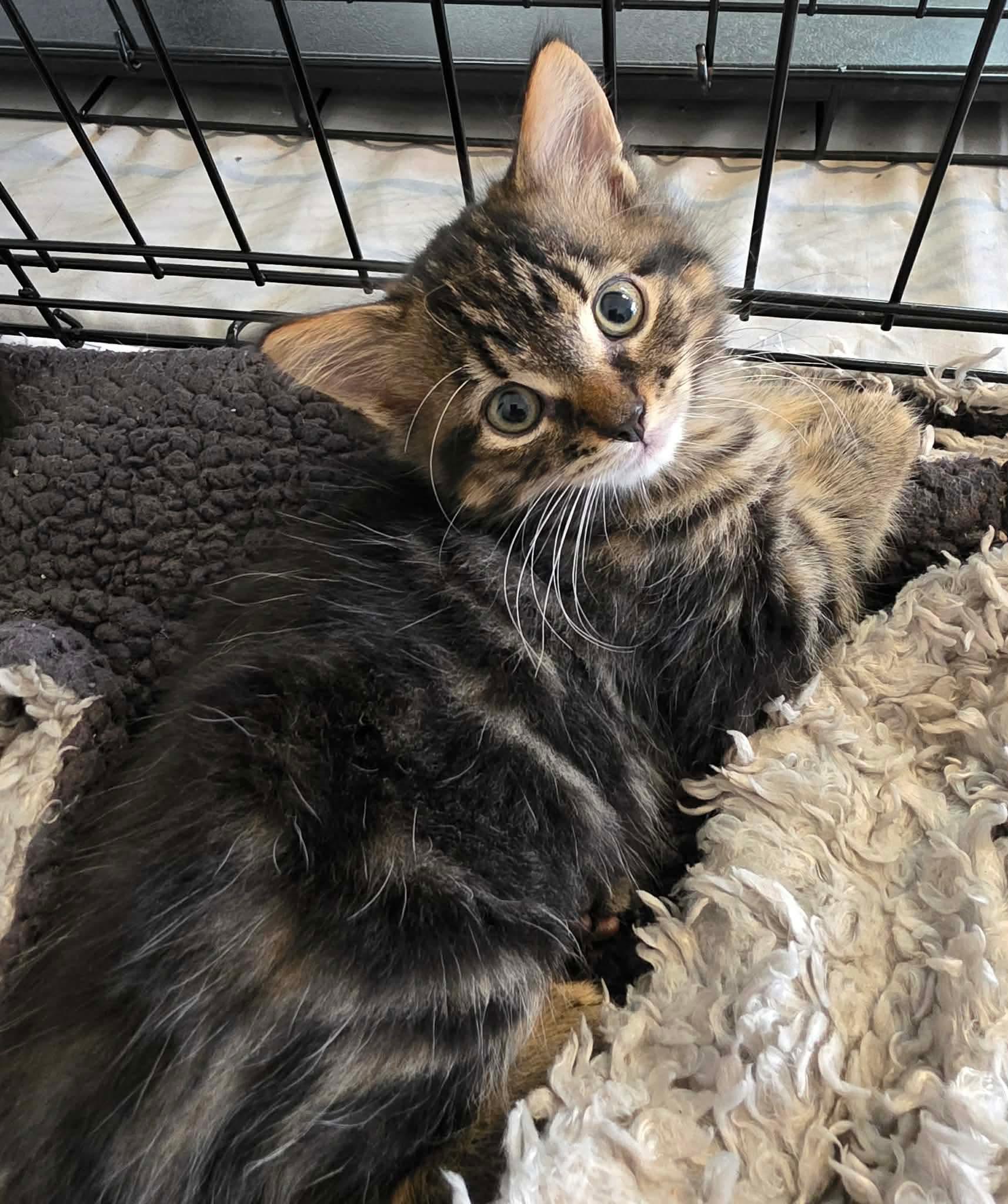 Hershey, adopted, Kitten Male Domestic Long Hair.