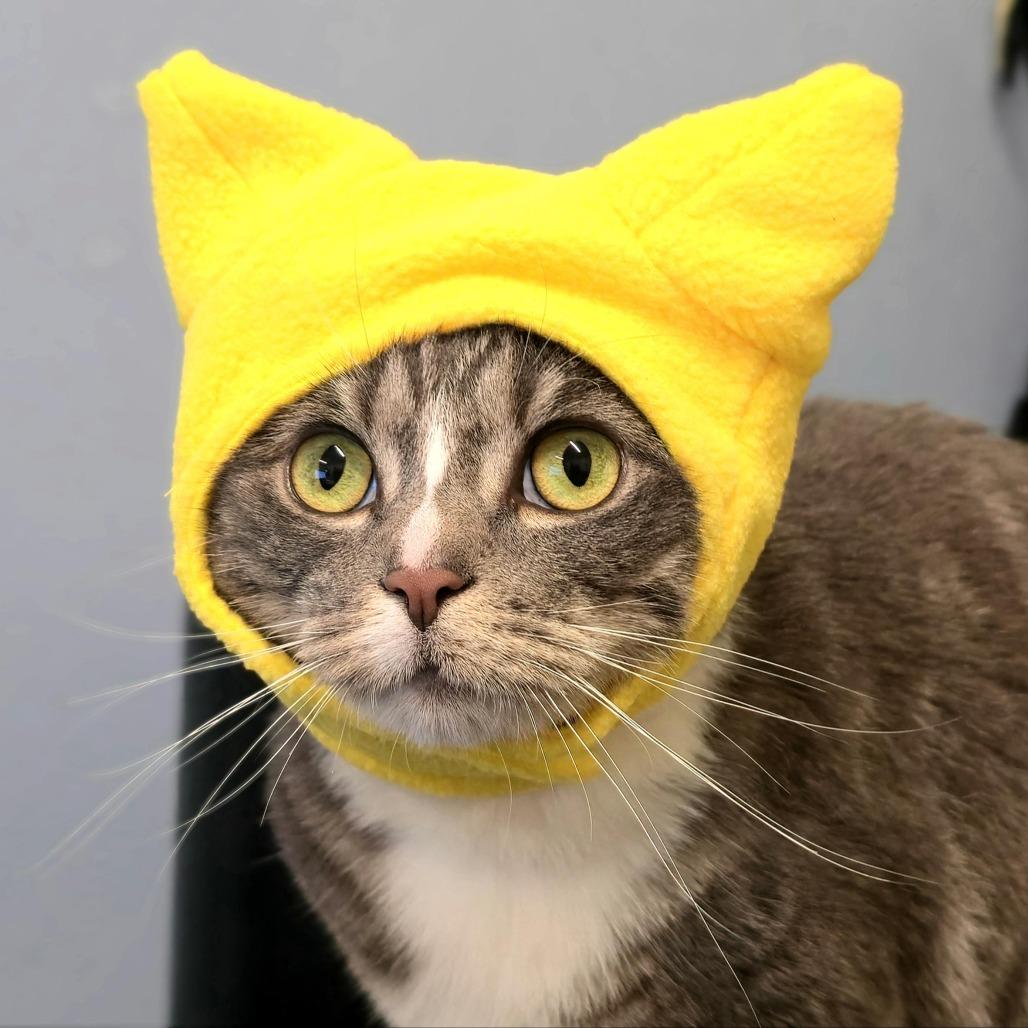 Enlarge Stormy, a Adoptable Domestic Short Hair in Briarcliff Manor, NY image 1/3