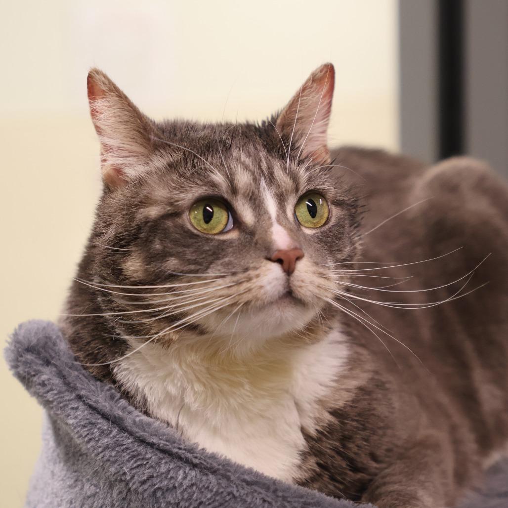 Enlarge Stormy, a Adoptable Domestic Short Hair in Briarcliff Manor, NY image 2/5