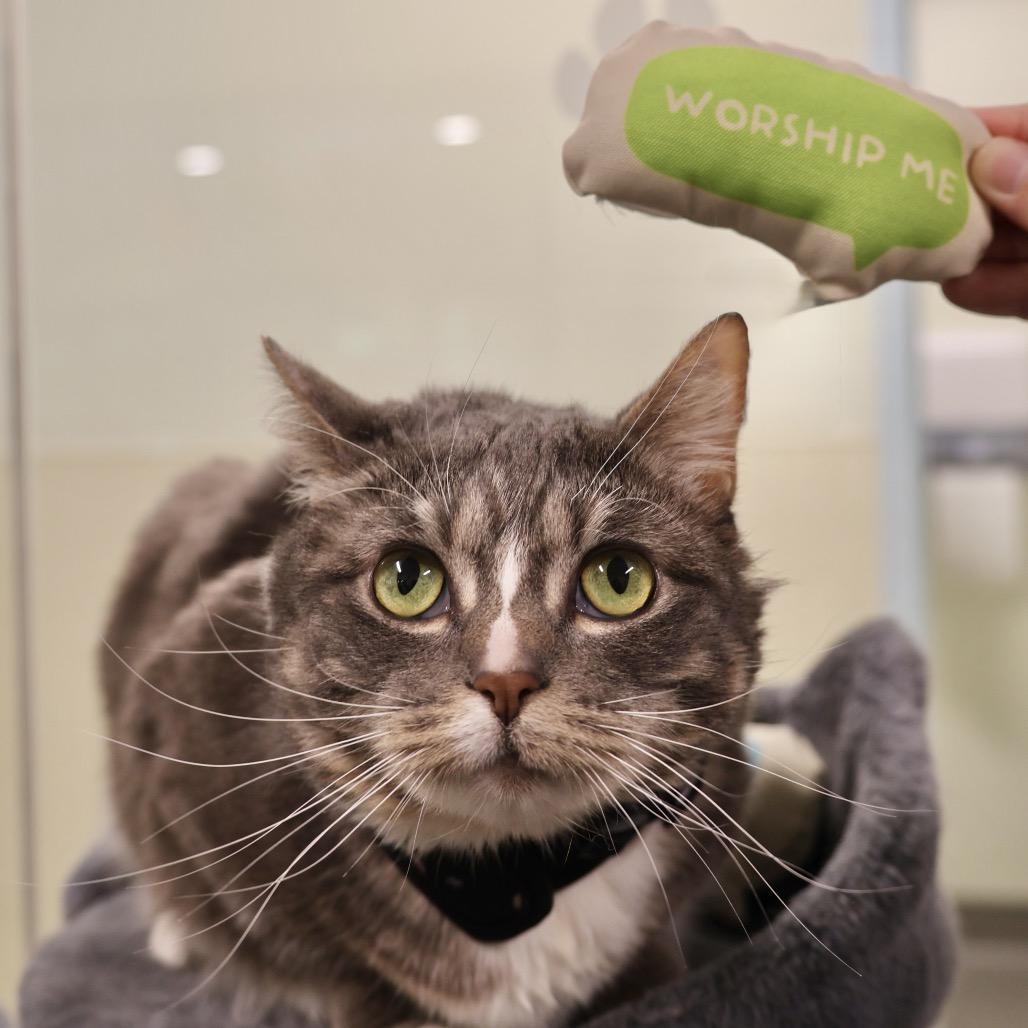 Stormy, a Adoptable Domestic Short Hair in Briarcliff Manor, NY image 3/5