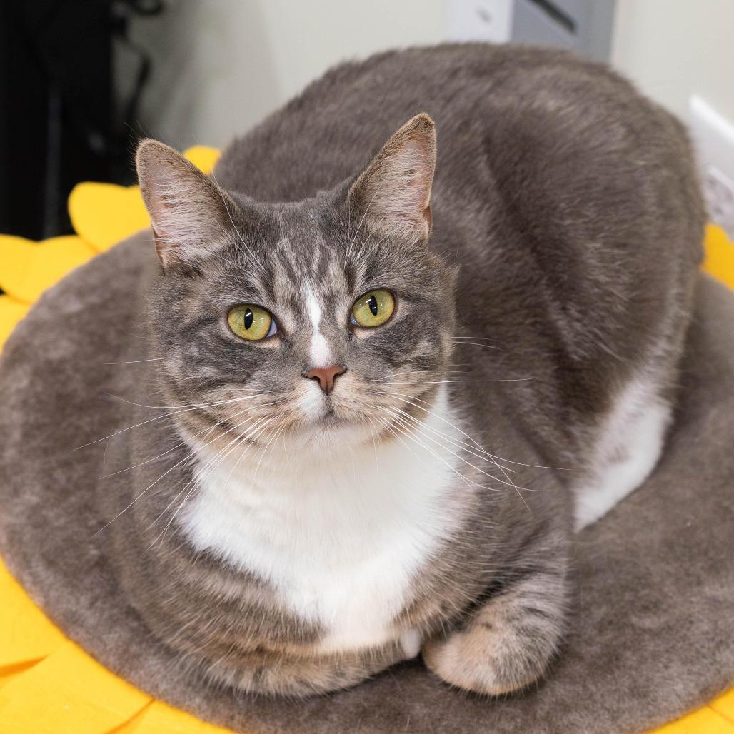 Enlarge Stormy, a Adoptable Domestic Short Hair in Briarcliff Manor, NY image 2/3