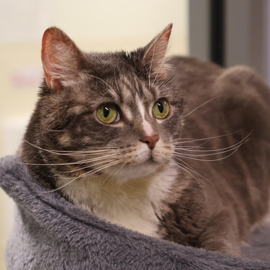 Enlarge Stormy, a Adoptable Domestic Short Hair in Briarcliff Manor, NY image 5/5