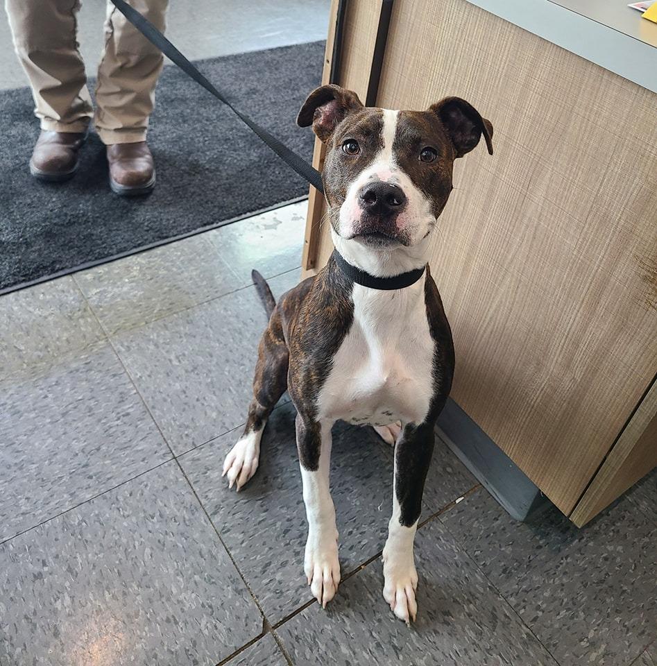 Grim, Adoptable, Young Male American Staffordshire Terrier.