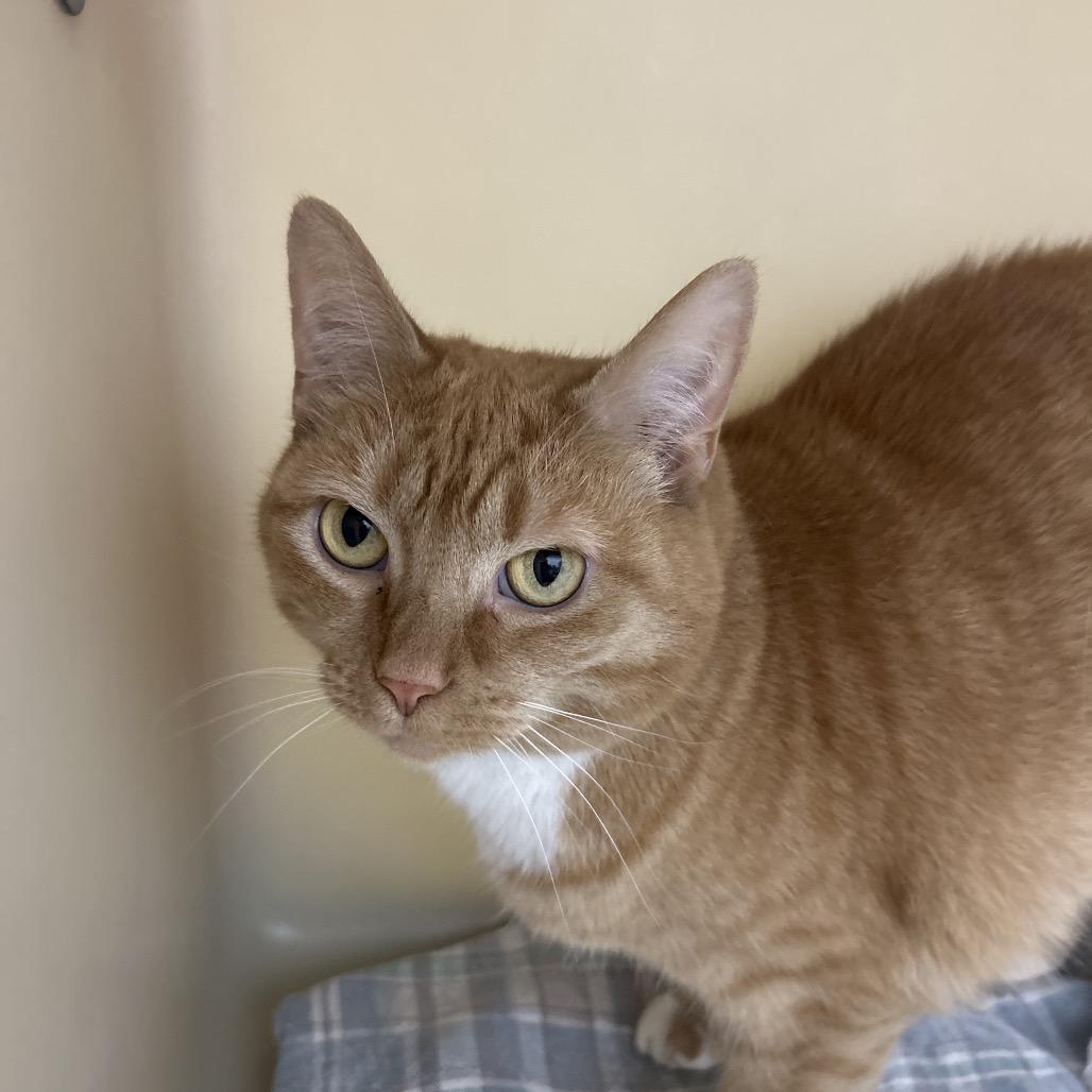 Meredith, Adoptable, Adult Female Domestic Short Hair.