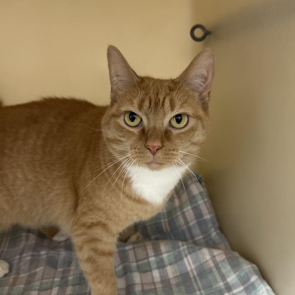 Enlarge Meredith, a Adoptable Domestic Short Hair in Zanesville, OH image 3/4