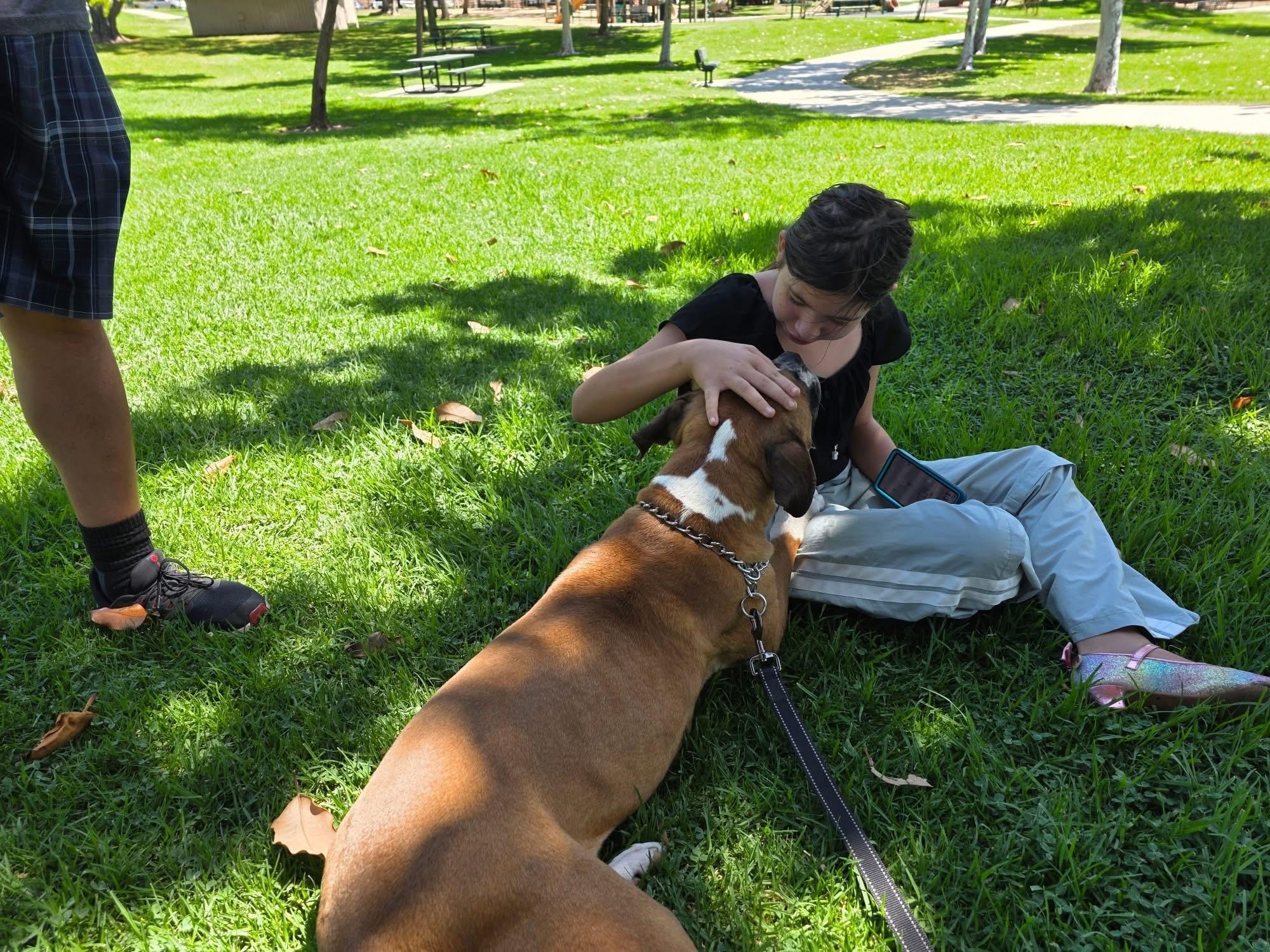 Rascal, an adopted mixed breed in Cool, CA image 1/6